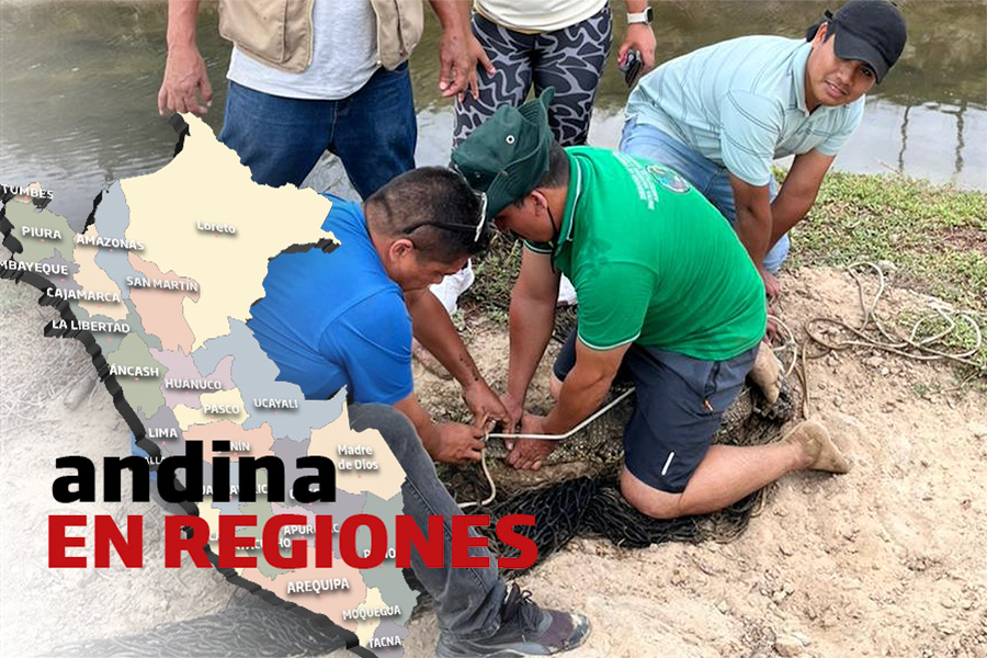 Andina en Regiones: rescatan a cocodrilo  tras ser arrastrado por corriente a criadero de langostas